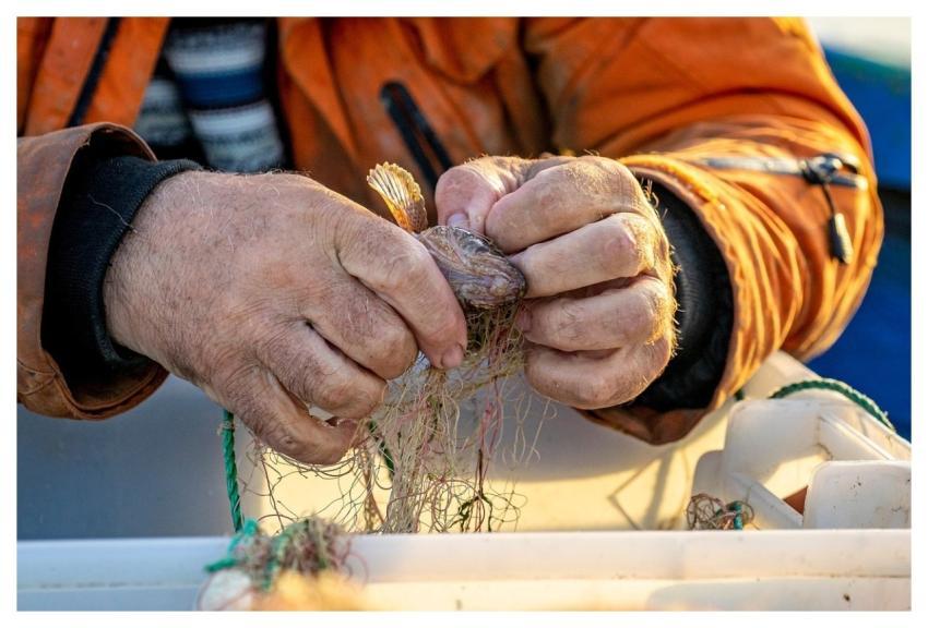 Fishing Fisherman Fish Net Lifestyle