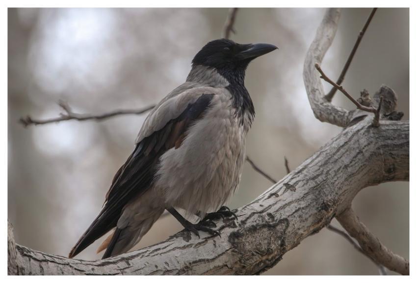 Adult Bird African Bird Nature Animal