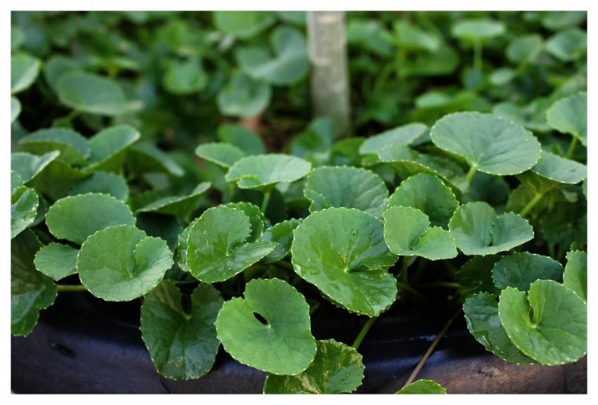 Centella Herb Plant Flora