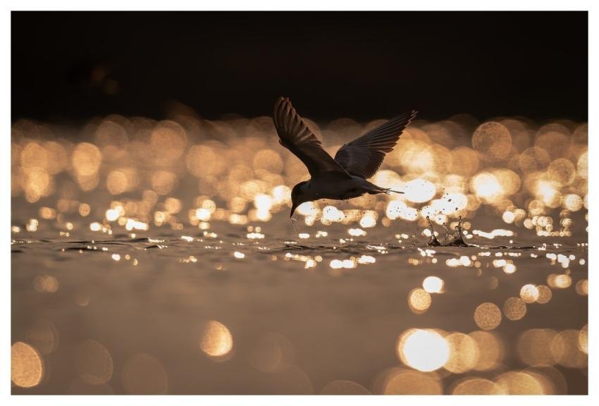 Bird Nature Animal Wildlife