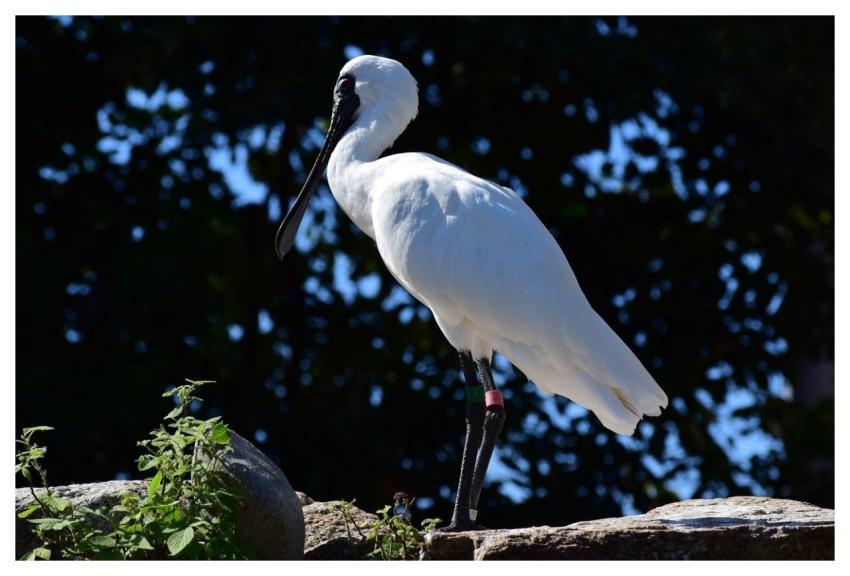 Spoonbill Bird White Elegance