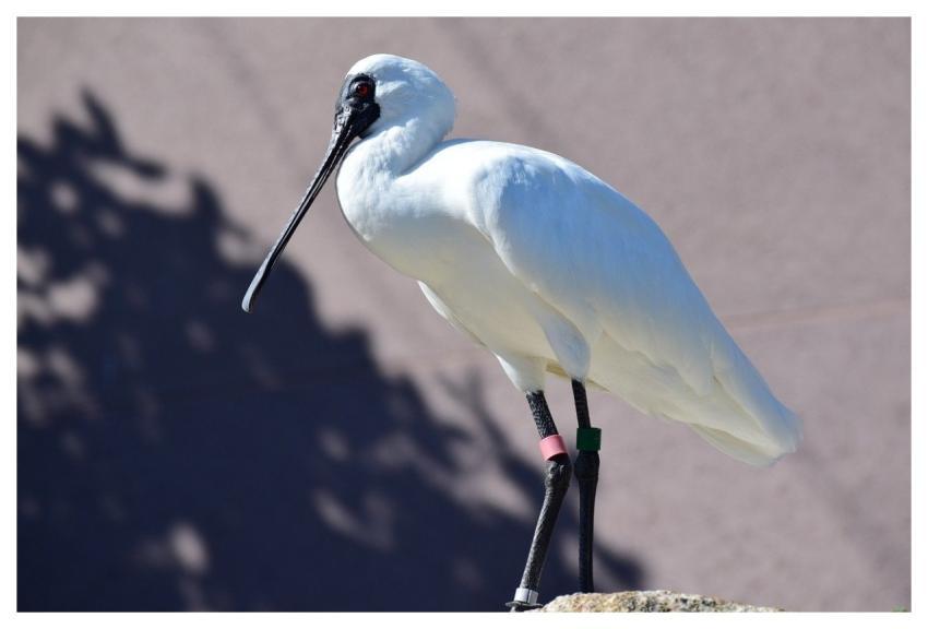 Spoonbill Bird White Elegance
