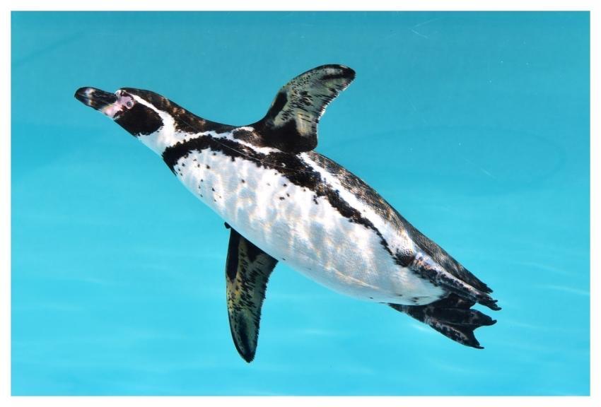 Penguin Aquarium Swim Japan