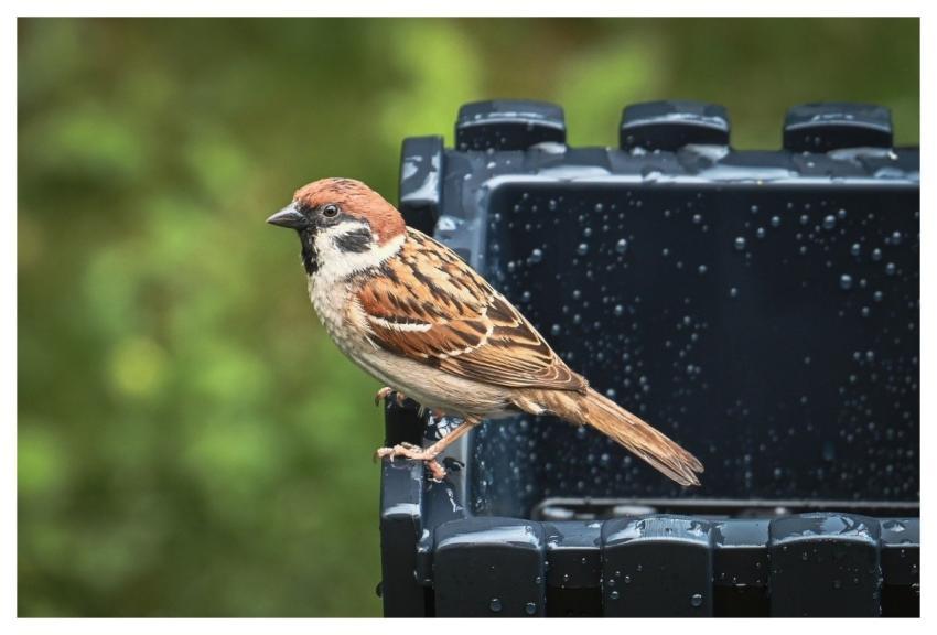Sparrow Bird Nature Wildlife