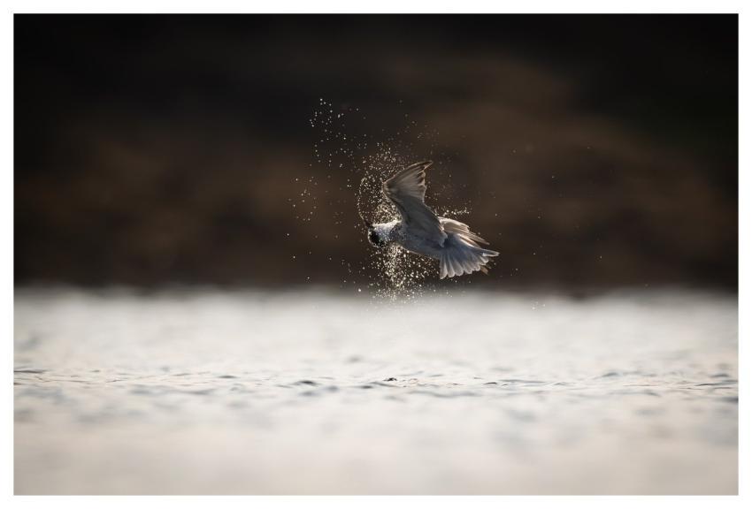 Bird Nature Animal Wildlife