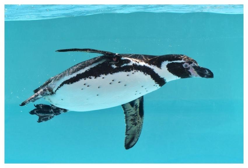 Penguin Aquarium Swim Japan