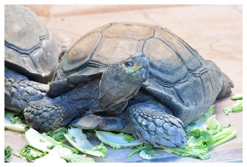 Tortoise Turtle Look Meal
