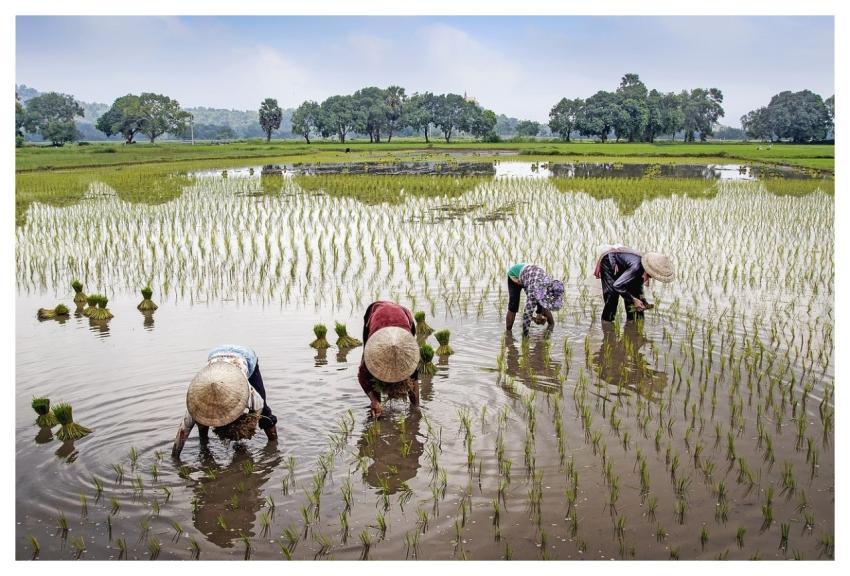 Field Farmer Rural Nature