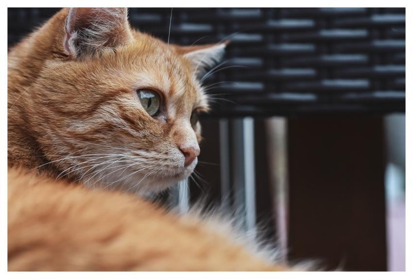 Cat Pet Animal Tabby Cat