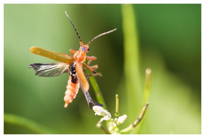 Insect Beetle Soft Beetle Meadow