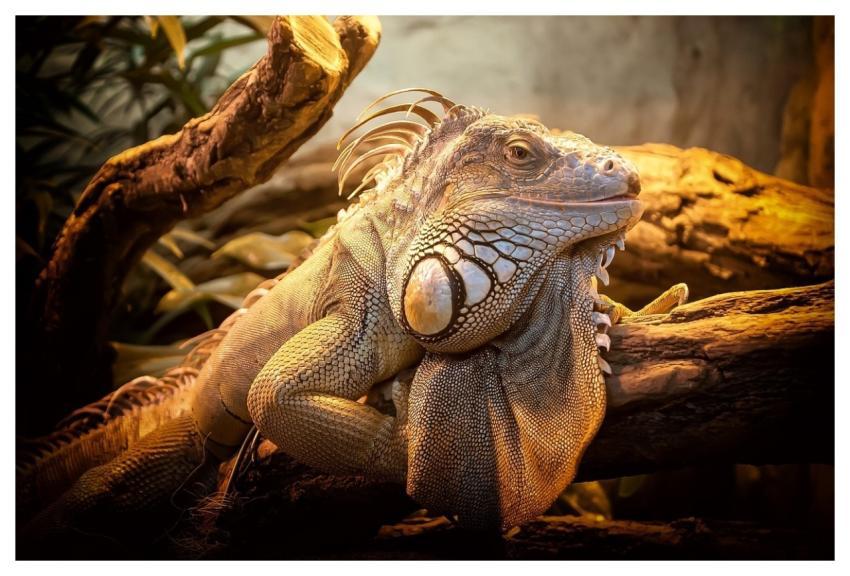 Lizard Reptile Animal Scales