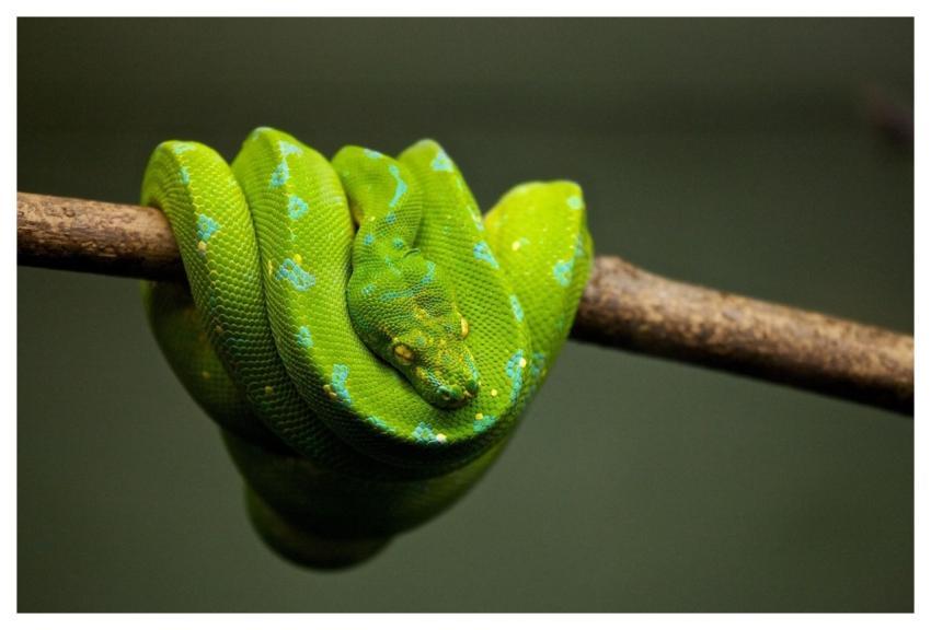 Python Snake Reptile Animal