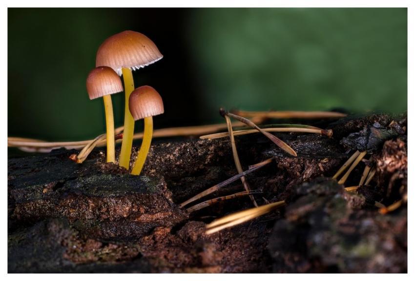 Mushrooms Beautiful Bonnet Wood Fungi