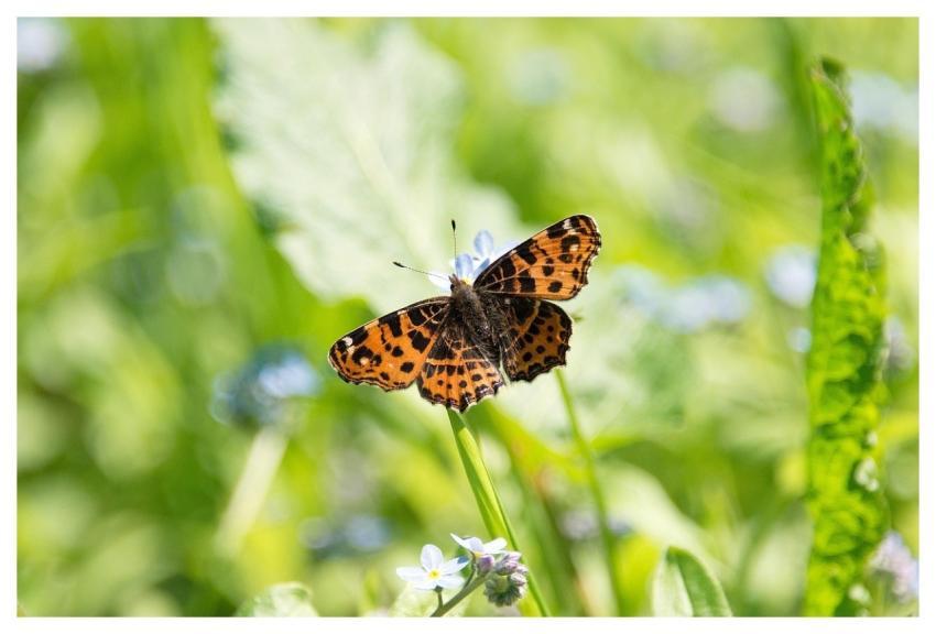 Map Butterfly Insect Wing