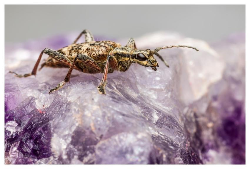 Black-Spotted Longhorn Beetle Beetle Insect Pest