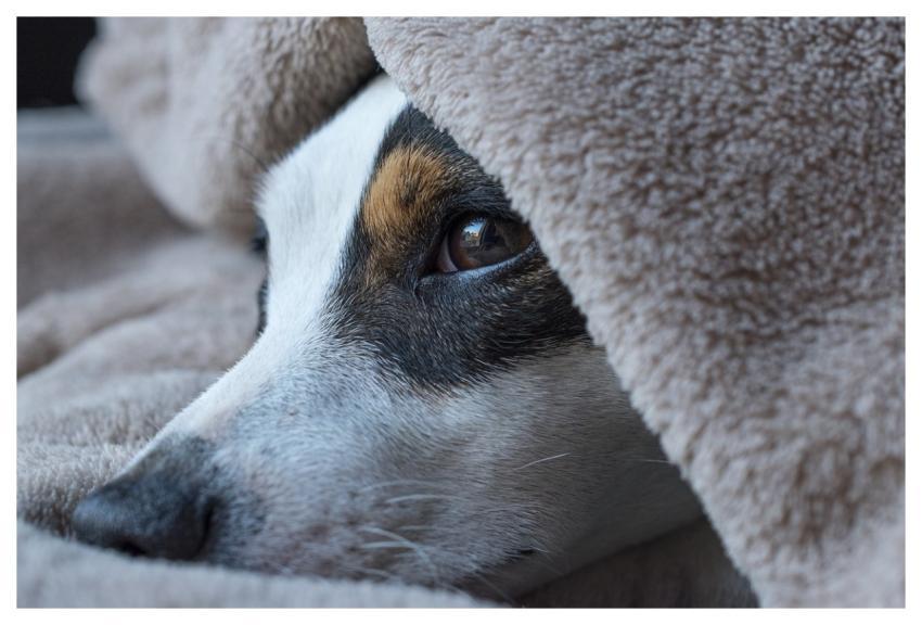 Dog Jack Russel Nature Pet