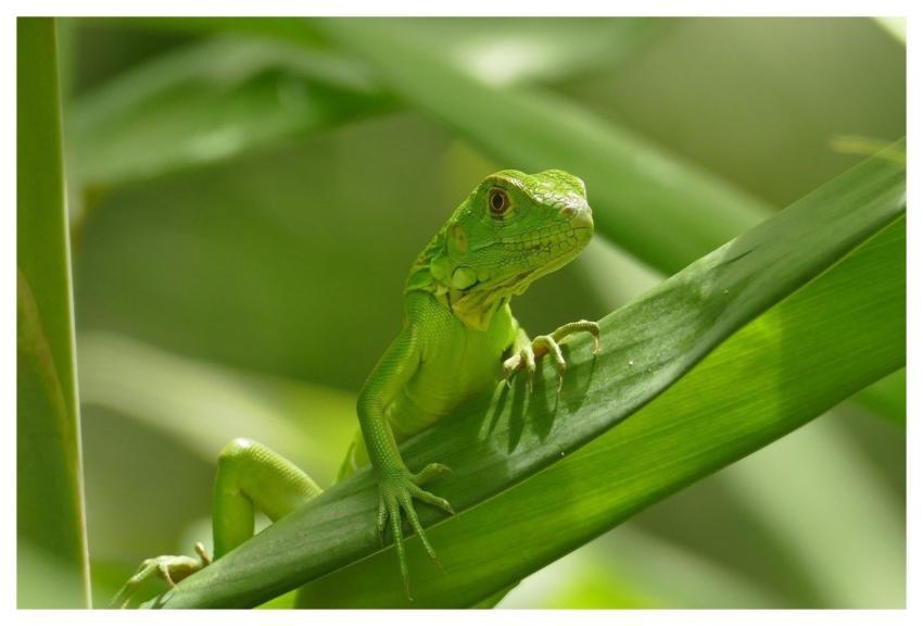 Green Iguana Iguana Costa Rica Nature