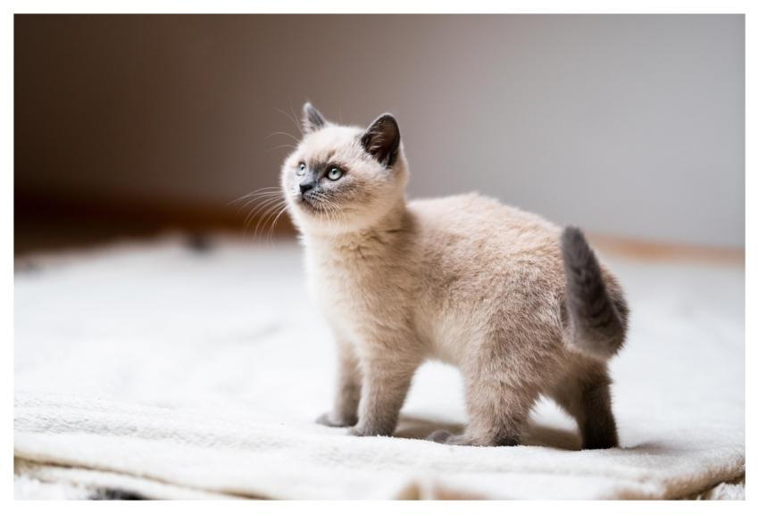 Cat Nature Kitten Pet