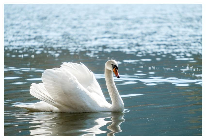Swan Bird Water Bird Water