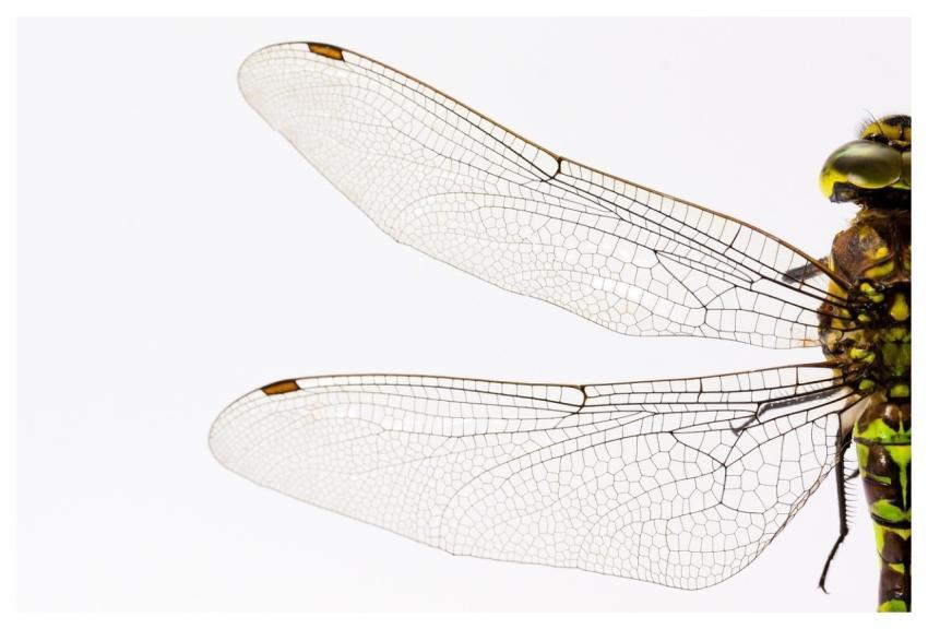 Dragonfly Wings Insect Macro
