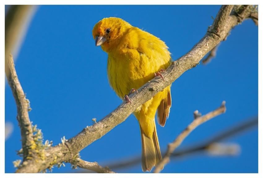 Bird Saffron Finch Ornithology Species