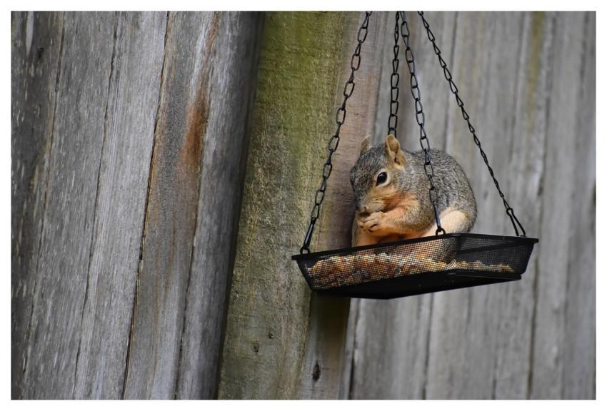 Squirrel Wildlife Feeding Nature