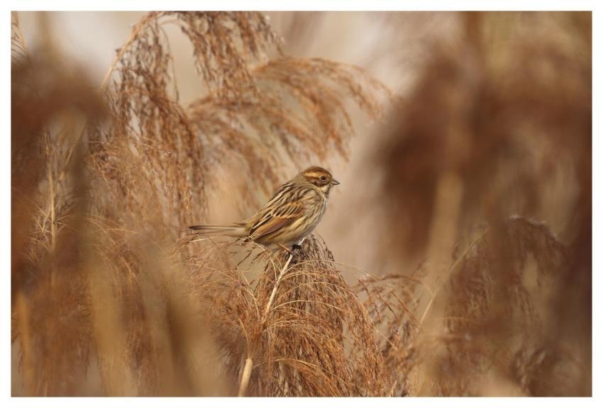 Reed Bunting Swamp Cane Bird