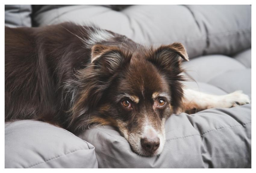 Australian Shepherd Dog Pet Canine
