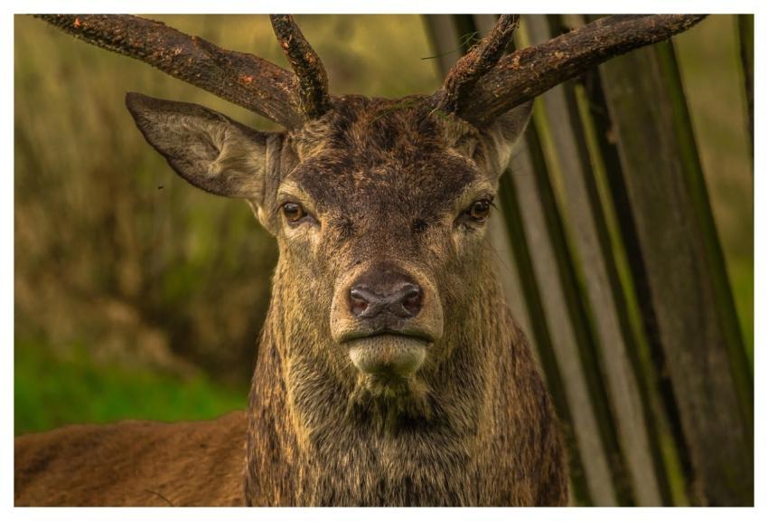 Deer Animal Head Face