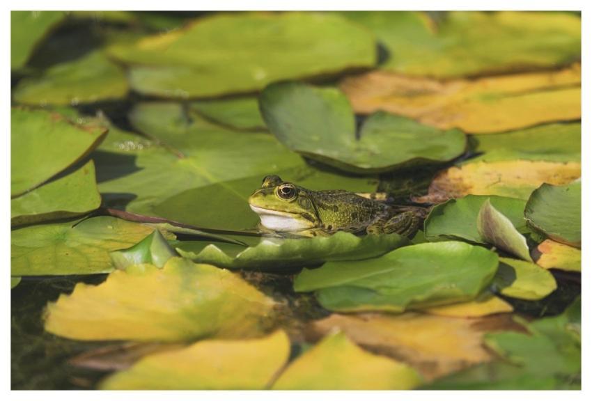 Frog Animal Water Leaves