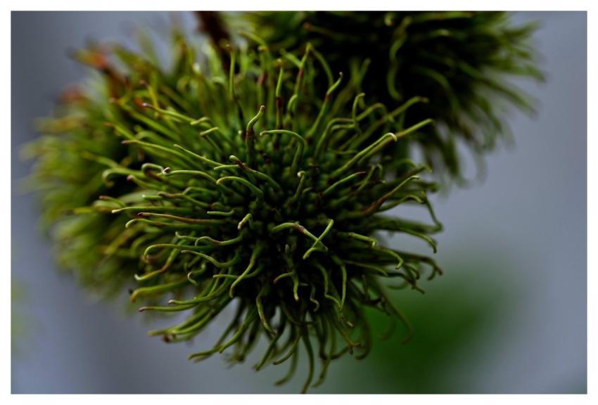 Rambutan Fruit Food Nature