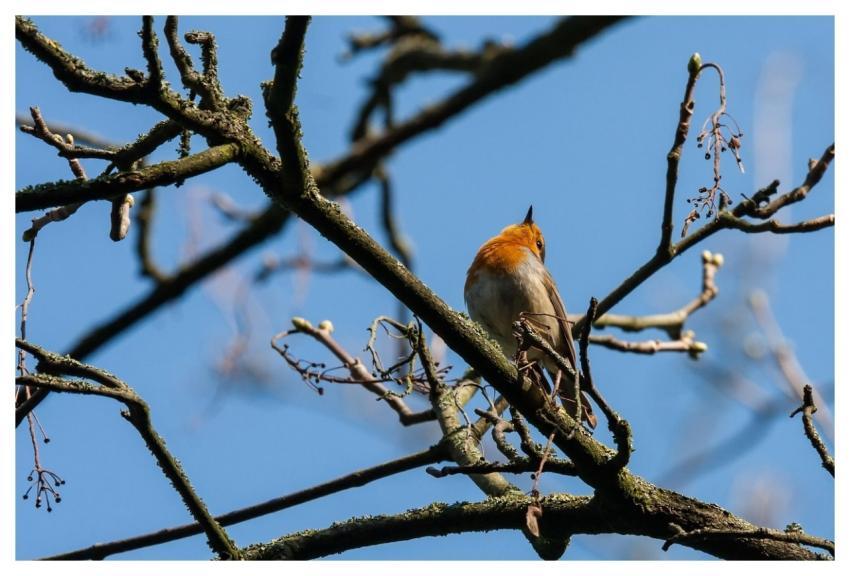 Bird European Robin Ornithology Species