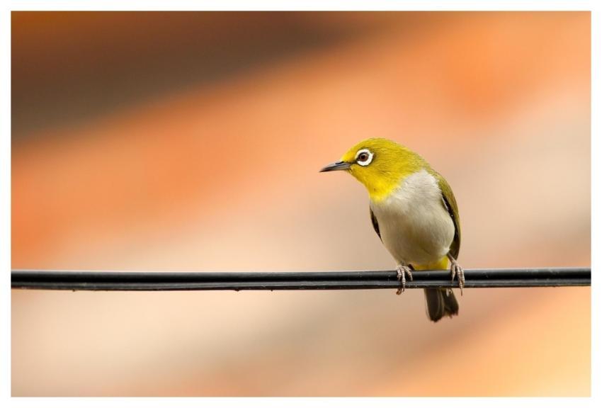 Bird Wire Perched Perched Bird