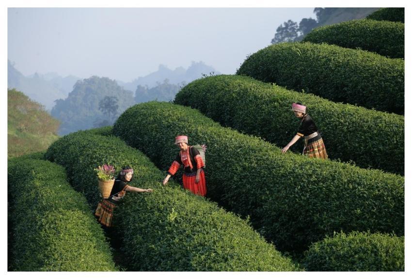 Camping Picnic Lunch Dining