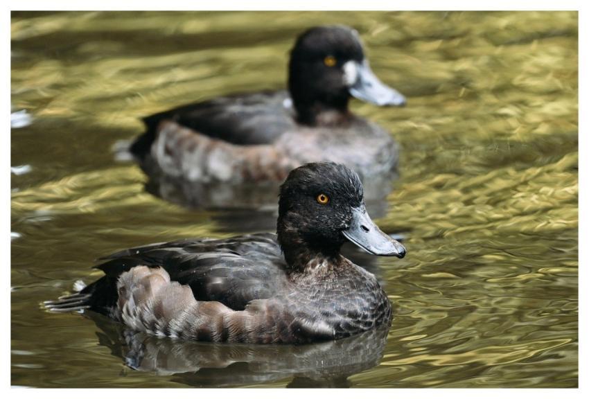 Duck Nature Bird Water Bird