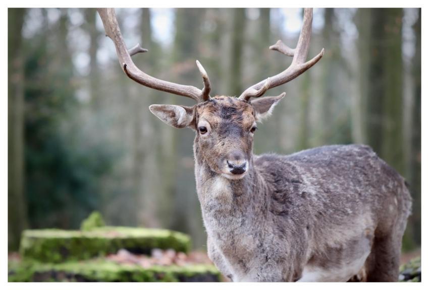 Fallow Deer Deer Animal Antlers