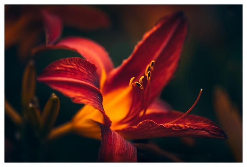 Flower Bloom Blossom Pollen