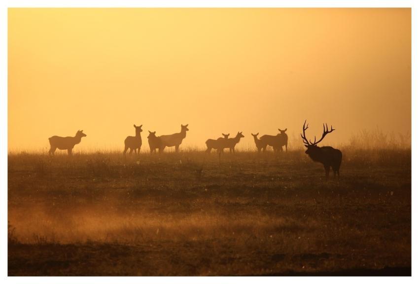 Elk Wildlife Bull Herd