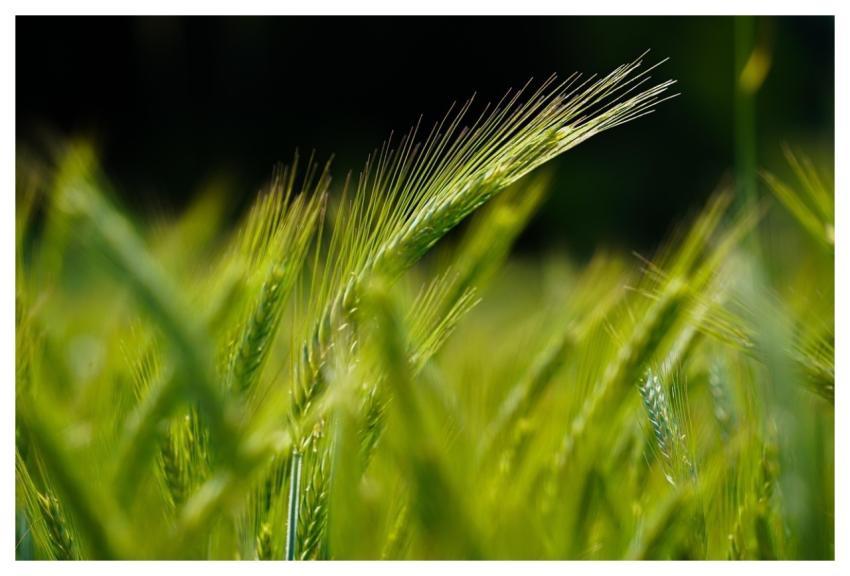 Cornfield Grain Agriculture Grain Field