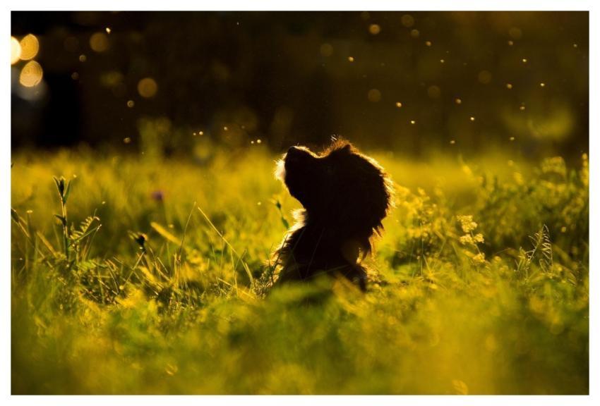 Grass Pet Nature Dog