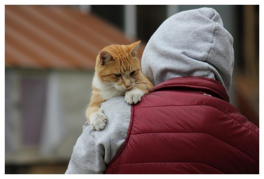 Cat Pet Animal Nature