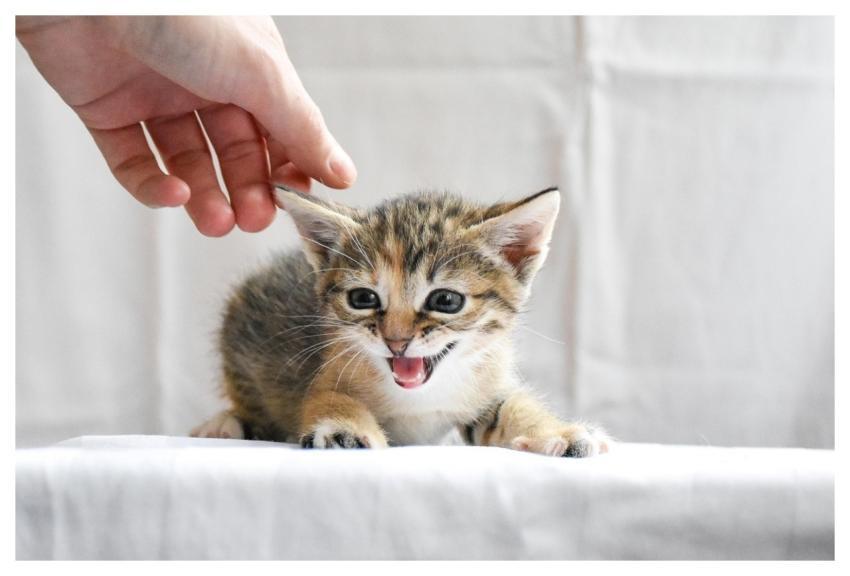 Cat Animal Kitten Hand