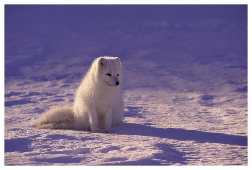Arctic Wolf Fur Canine Mammal