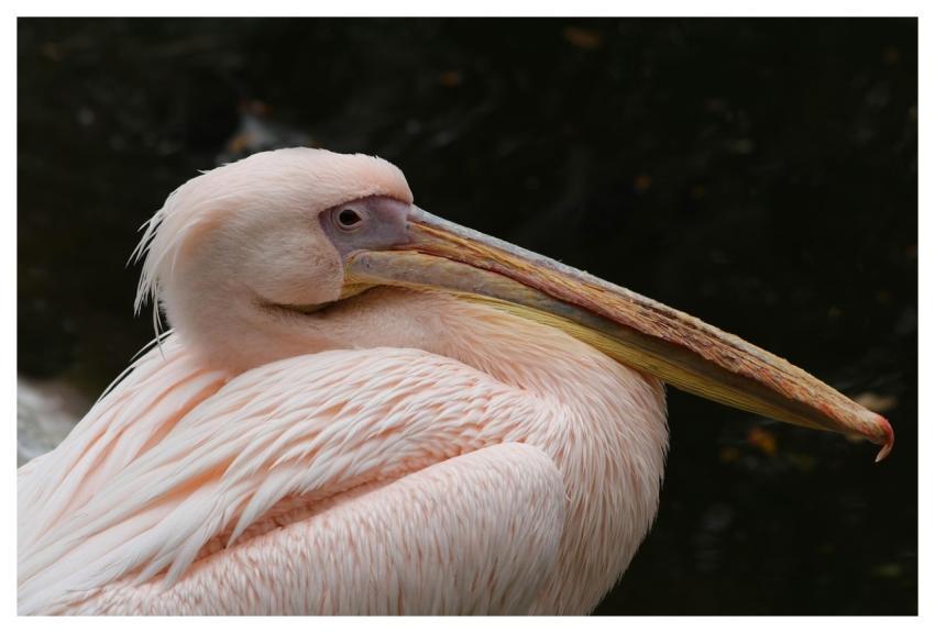 Pelican Bird Waterfowl Plumage
