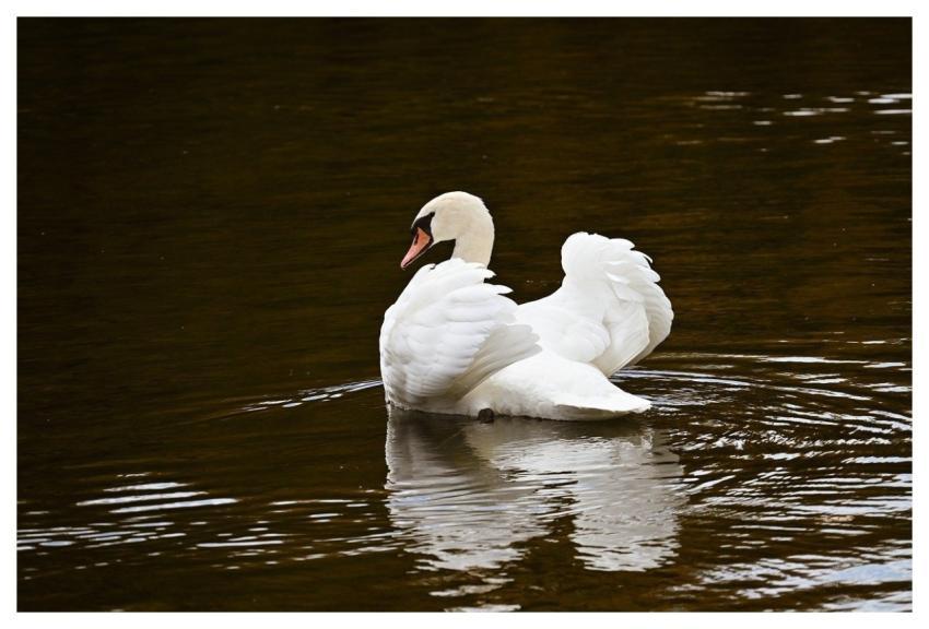 Swan Bird Nature Water Bird