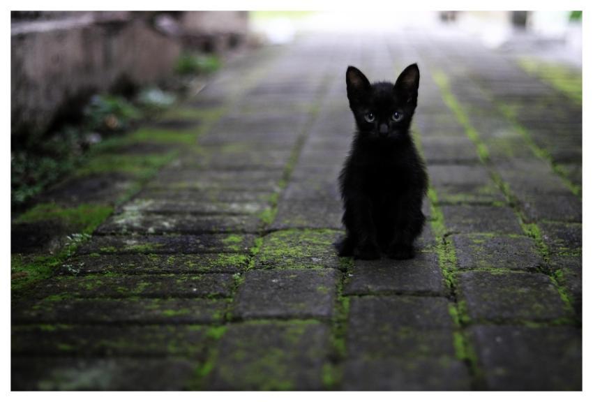 Cat Black Nature Animal