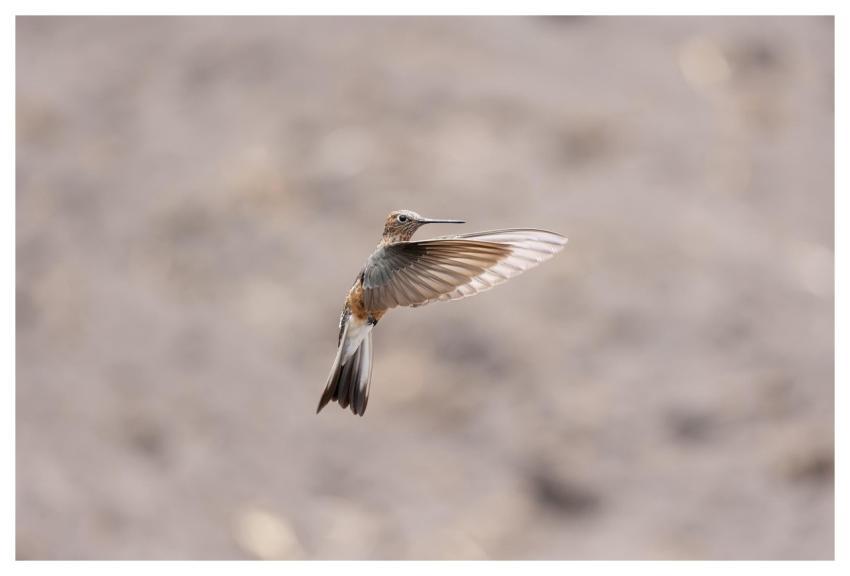 Giant Hummingbird Hummingbird Bird Animal