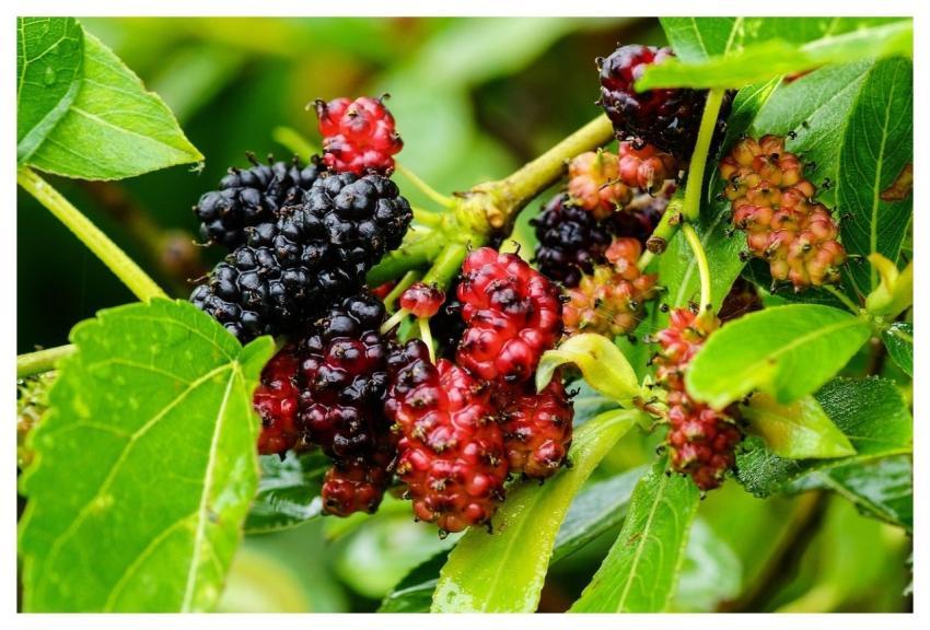 Mulberry Color Wild Food