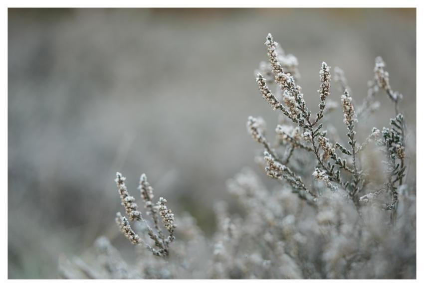 Heather Pagan Ice Cream Snow
