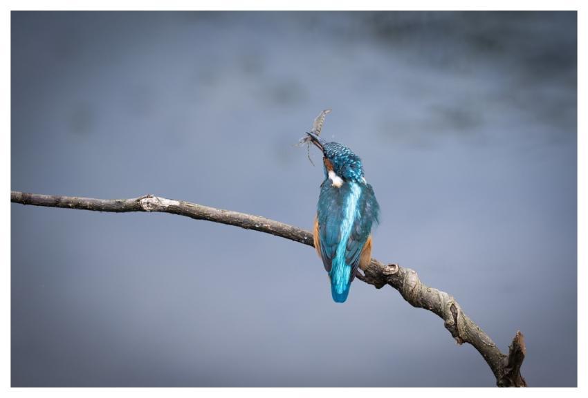 Bird Nature Animal Wildlife